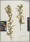 Foto von Salix alba L. x Salix fragilis L.